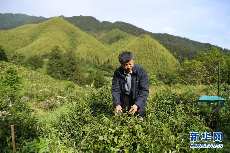 (新华全媒头条·图文互动)(11)问“江”哪得清如许——生态文明建设的“新安江实践”