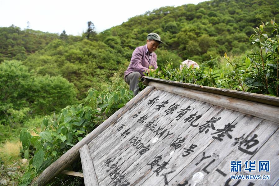 (新华全媒头条·图文互动)(10)问“江”哪得清如许——生态文明建设的“新安江实践”