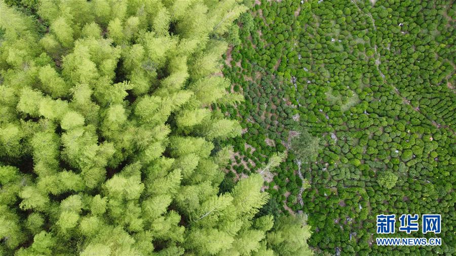 (新华全媒头条·图文互动)(8)问“江”哪得清如许——生态文明建设的“新安江实践”