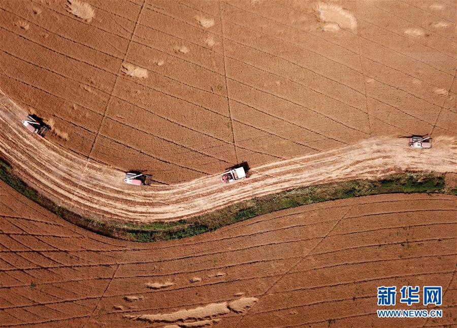 （新华全媒头条·图文互动）（2）不寻常的耕耘，不一般的收获——我国夏粮主产区夏收观察