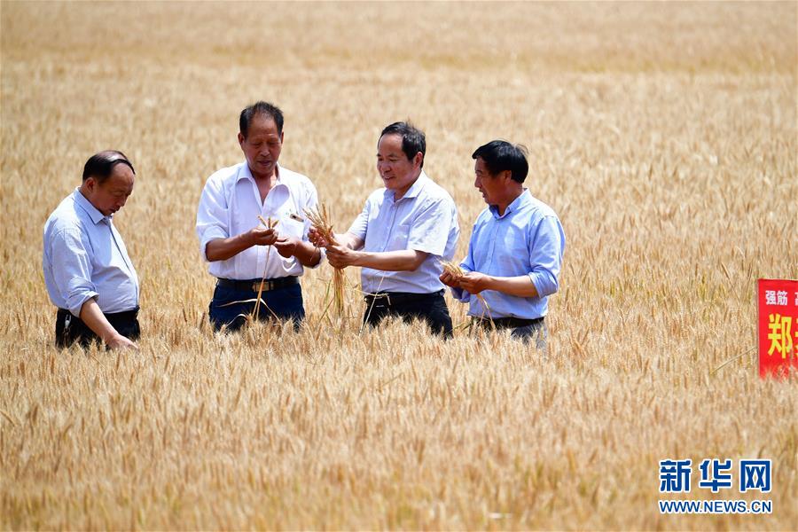 （新华全媒头条·图文互动）（10）不寻常的耕耘，不一般的收获——我国夏粮主产区夏收观察