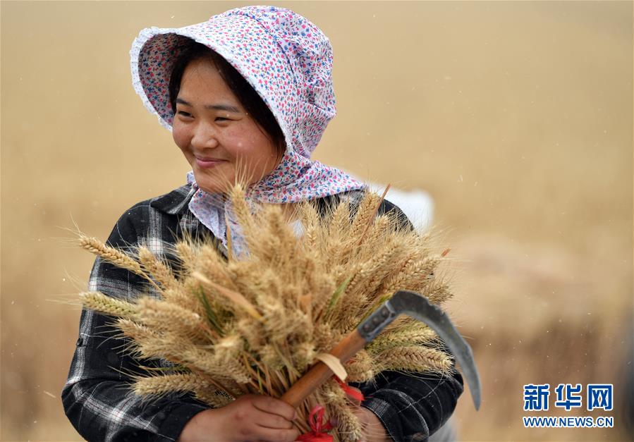 （新华全媒头条·图文互动）（11）不寻常的耕耘，不一般的收获——我国夏粮主产区夏收观察