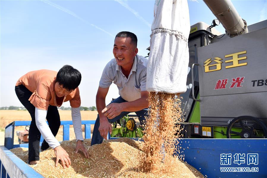 （新华全媒头条·图文互动）（5）不寻常的耕耘，不一般的收获——我国夏粮主产区夏收观察