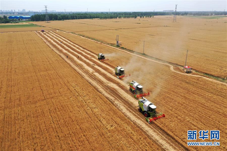 （新华全媒头条·图文互动）（6）不寻常的耕耘，不一般的收获——我国夏粮主产区夏收观察
