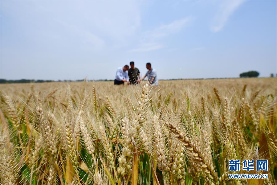 （新华全媒头条·图文互动）（8）不寻常的耕耘，不一般的收获——我国夏粮主产区夏收观察