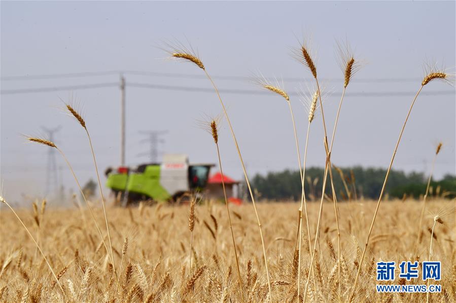 （新华全媒头条·图文互动）（7）不寻常的耕耘，不一般的收获——我国夏粮主产区夏收观察