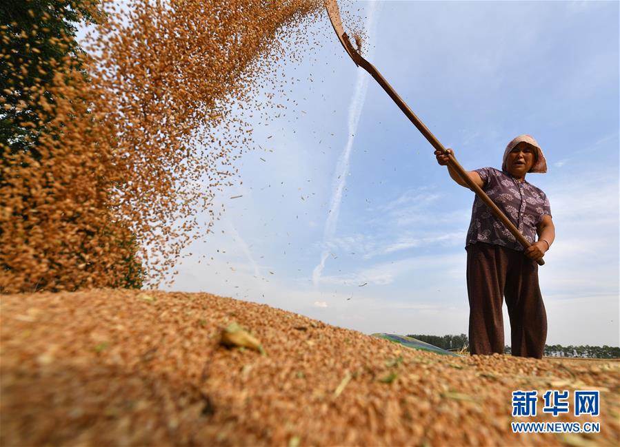 （新华全媒头条·图文互动）（9）不寻常的耕耘，不一般的收获——我国夏粮主产区夏收观察