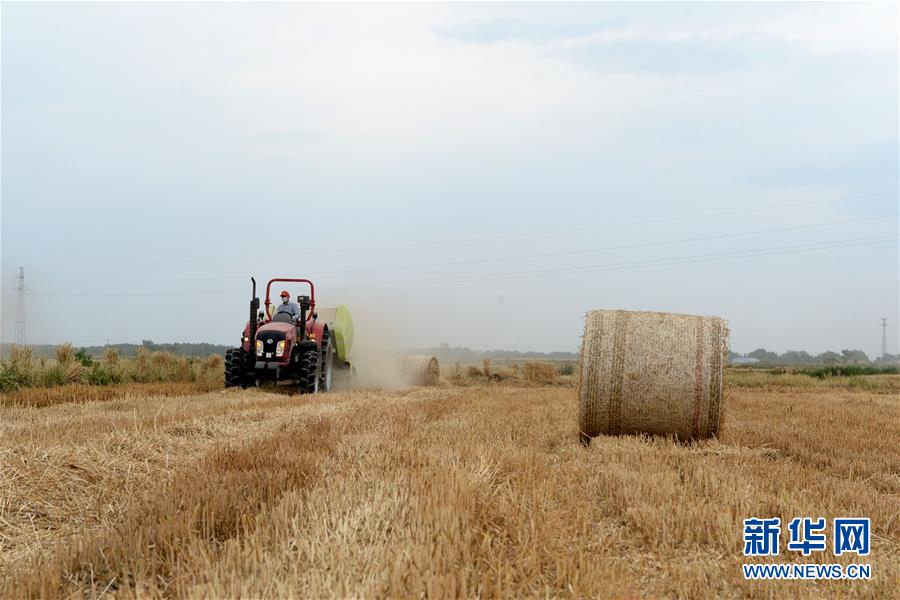 （新华全媒头条·图文互动）（1）不寻常的耕耘，不一般的收获——我国夏粮主产区夏收观察