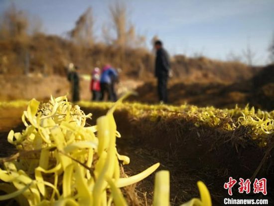 图为兰州西固区张家大坪村无公害韭黄种植基地。(资料图) 魏建军 摄