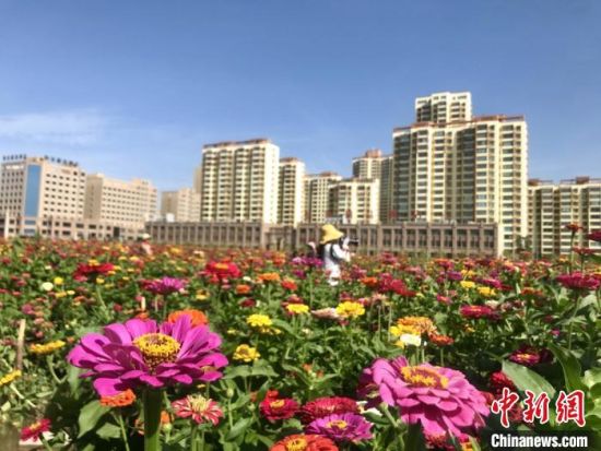 图为张掖市甘州区一隅,该区栽花种树靓丽城市“面子”。(资料图) 闫姣 摄
