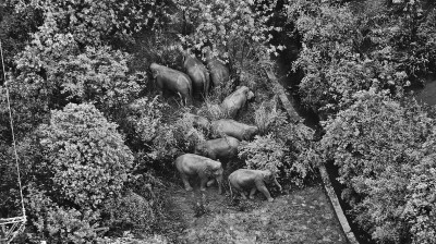 象群为何“流连”这里