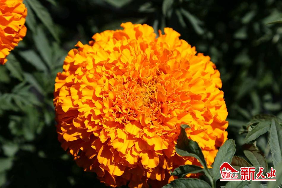 downloadjpg (27).jpg