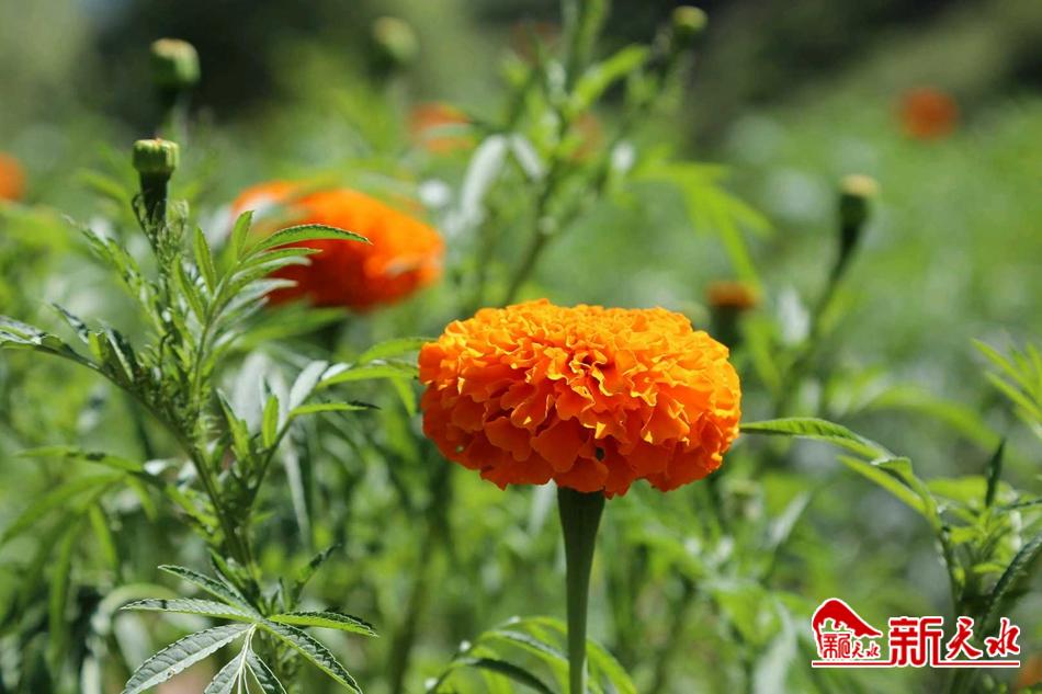 downloadjpg (35).jpg