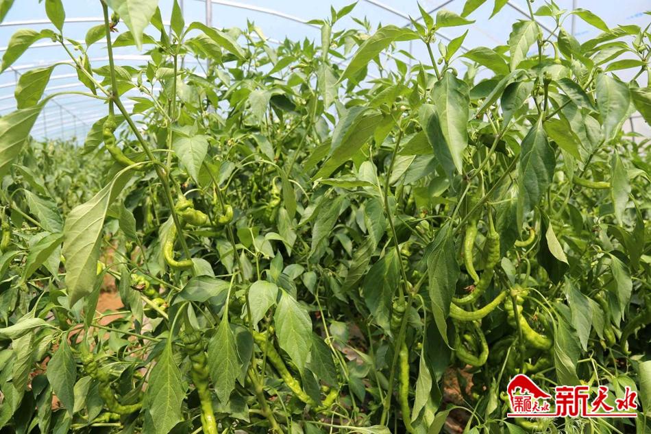 downloadjpg (61).jpg