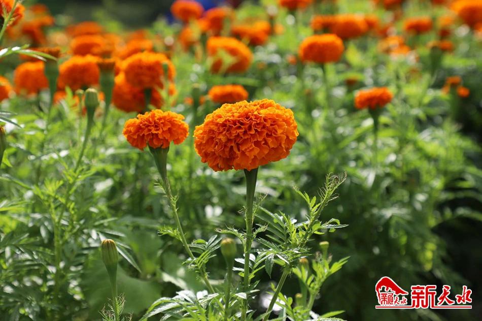 downloadjpg (81).jpg