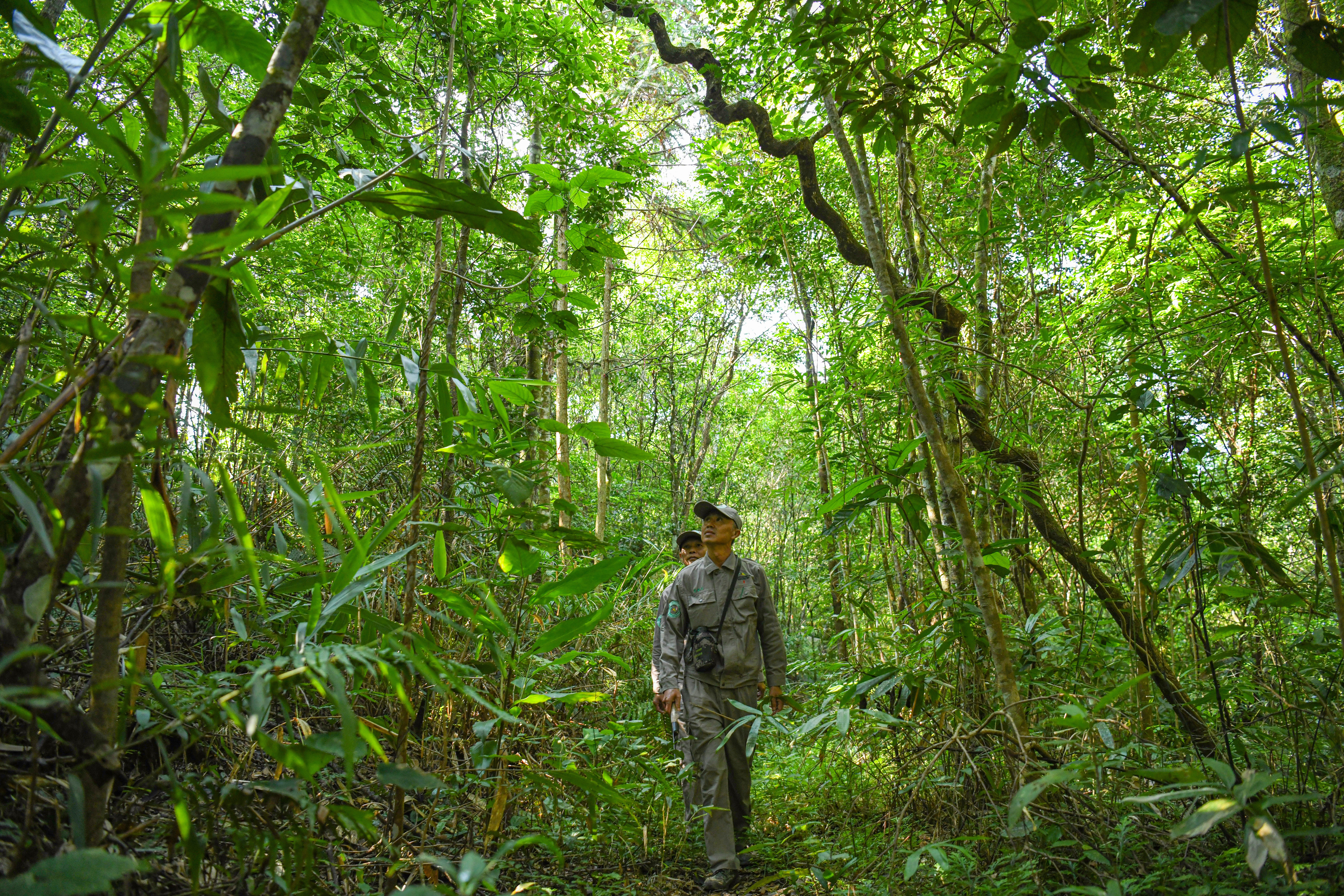 图二、9月30日,海南热带雨林国家公园黎母山分局护林员在进行日常巡护工作。(曹文轩 王程龙 摄影报道).jpg?x-oss-process=style/w10