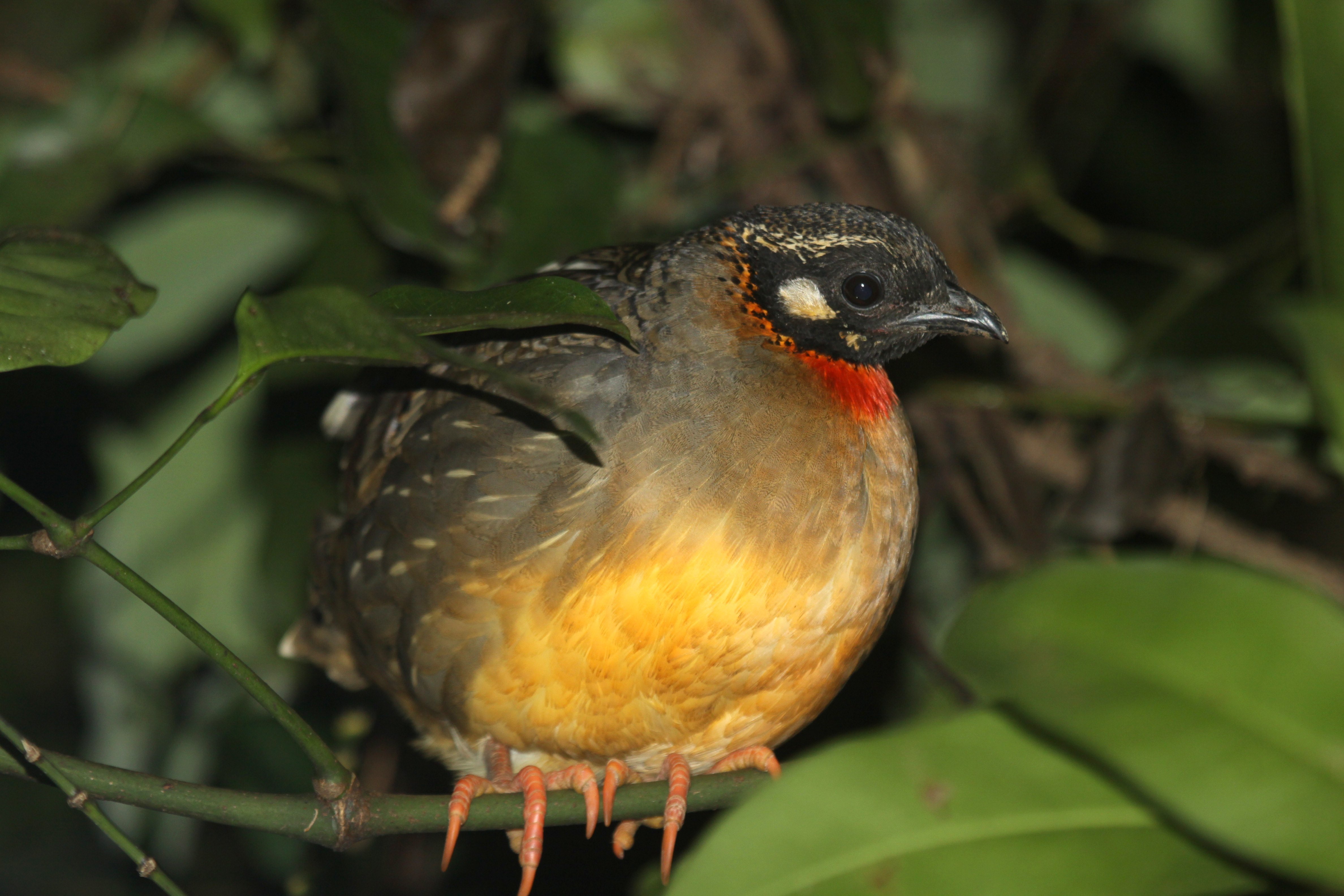 海南山鹧鸪 卢刚.JPG