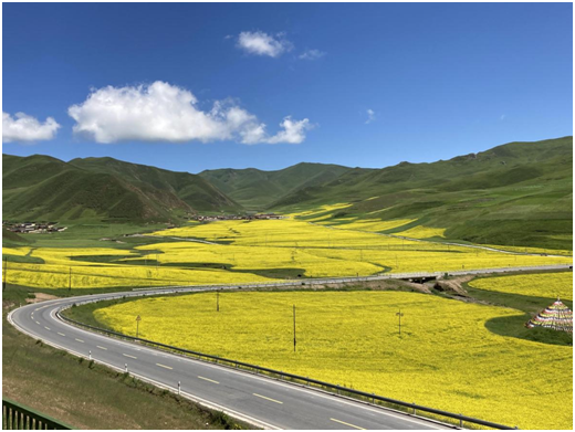 港澳委员看甘肃丨郑国恒（澳门）:一“路”风光一路赞 忘不掉的还有那“八棵树”……