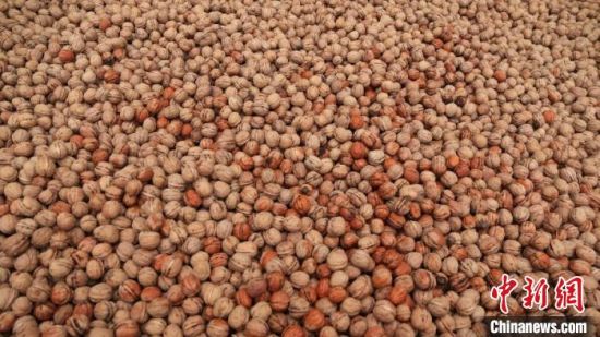 甘肃成县享誉“核桃之乡”，核桃种植历史悠久，深加工产品多样。图为脱去绿色外皮的核桃。(资料图) 李董 摄