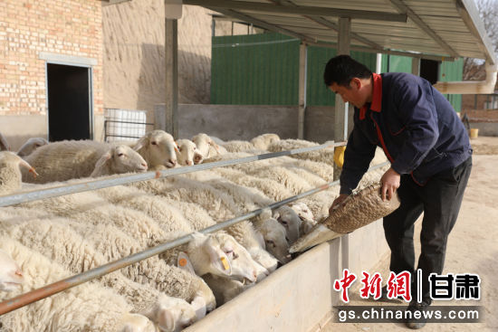 甘肃环县木钵镇白家掌村村民马龙饲养羊群