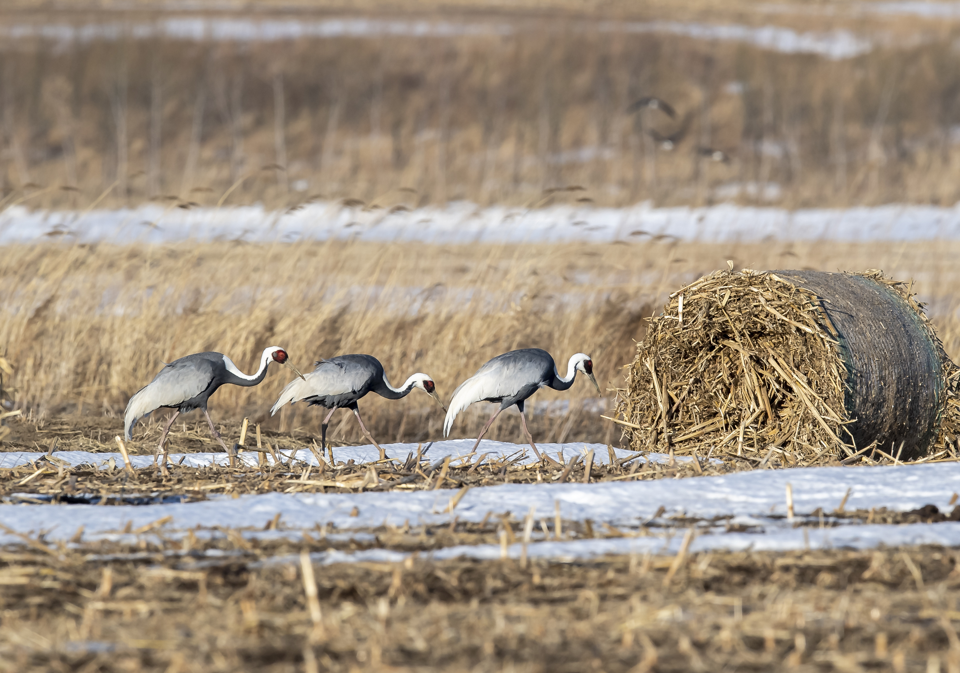 2020.3 珲春局： 白枕鹤.jpg?x-oss-process=style/w10