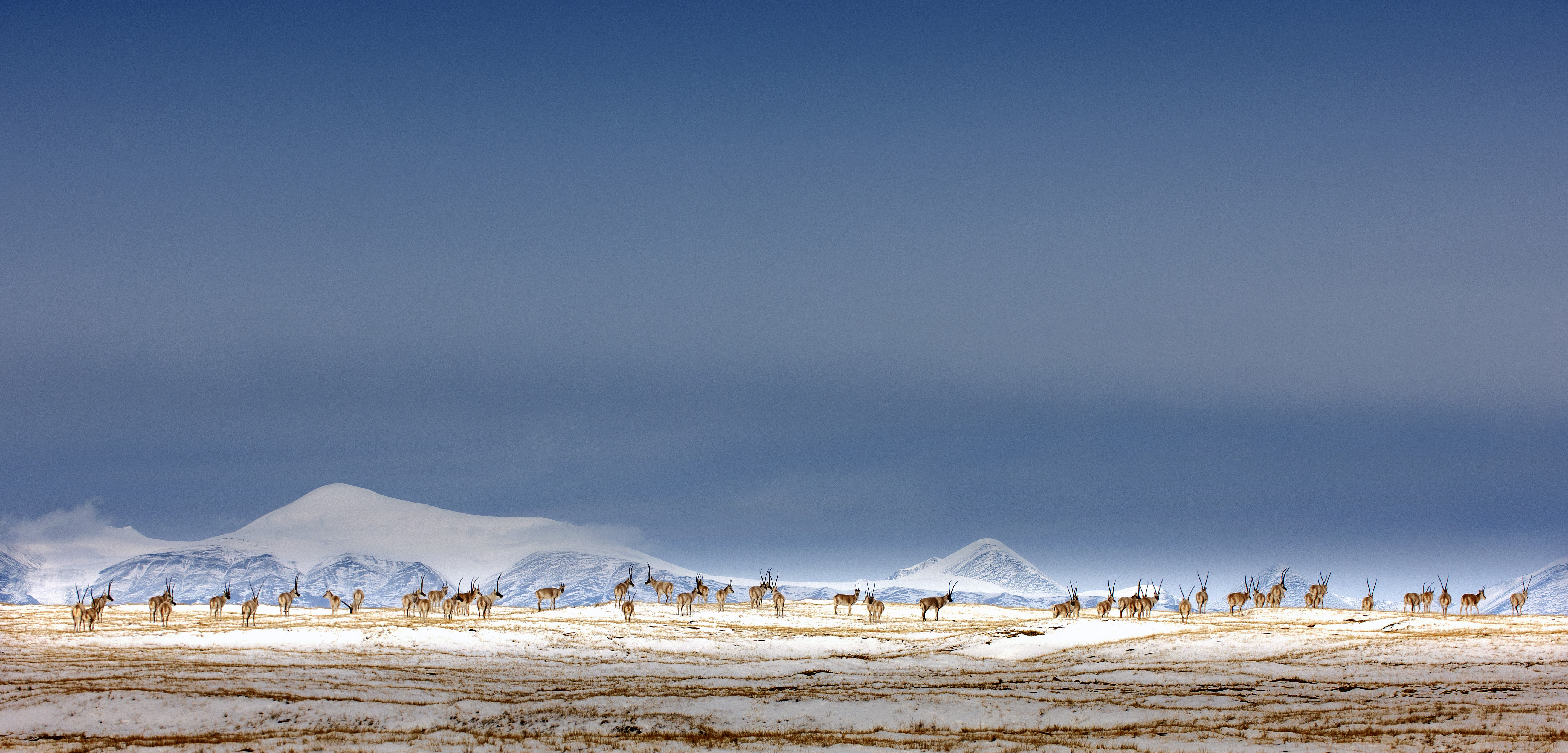 藏羚羊.jpg?x-oss-process=style/w10