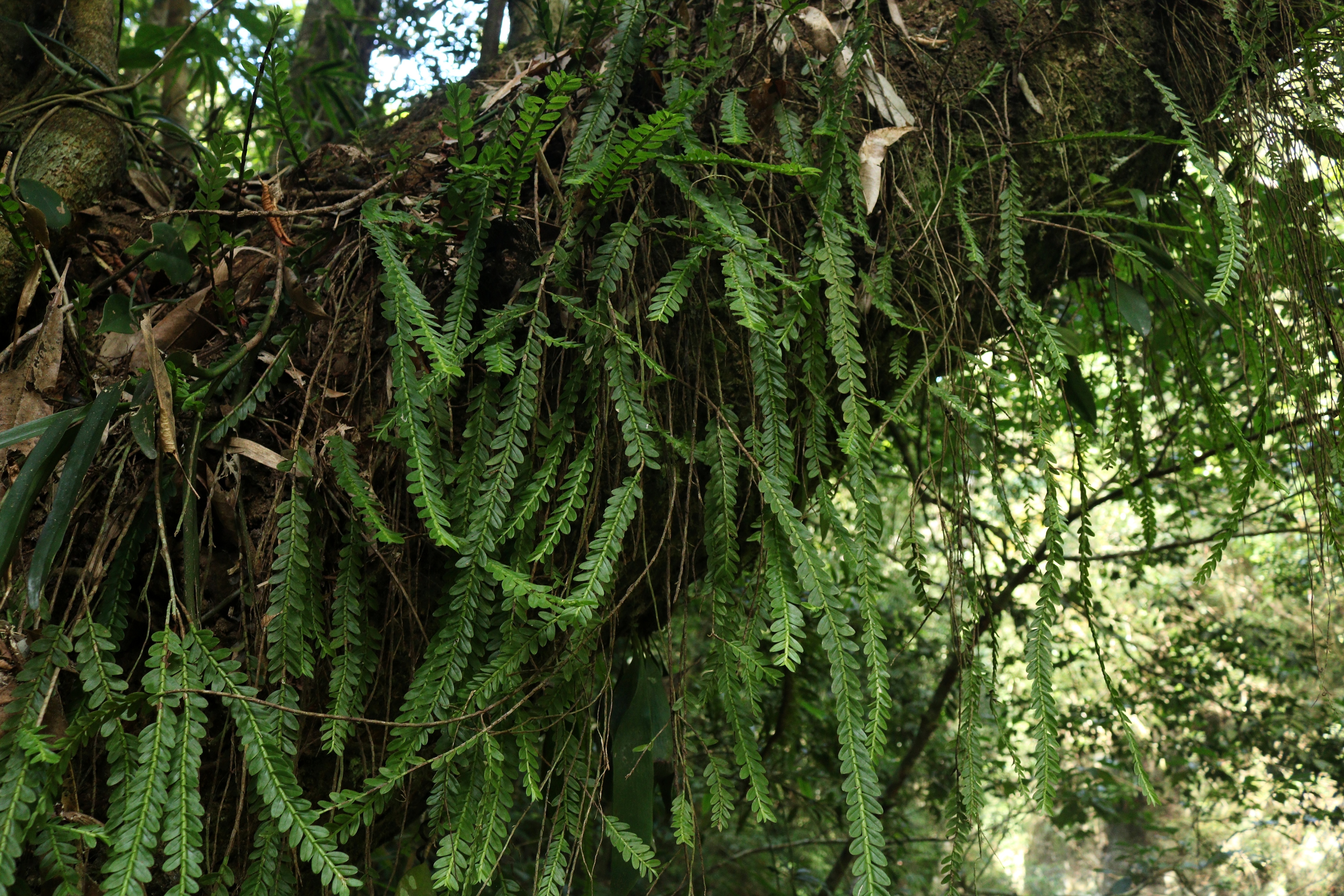 新记录种 广椭牛齿兰Appendicula ovalis.jpg?x-oss-process=style/w10