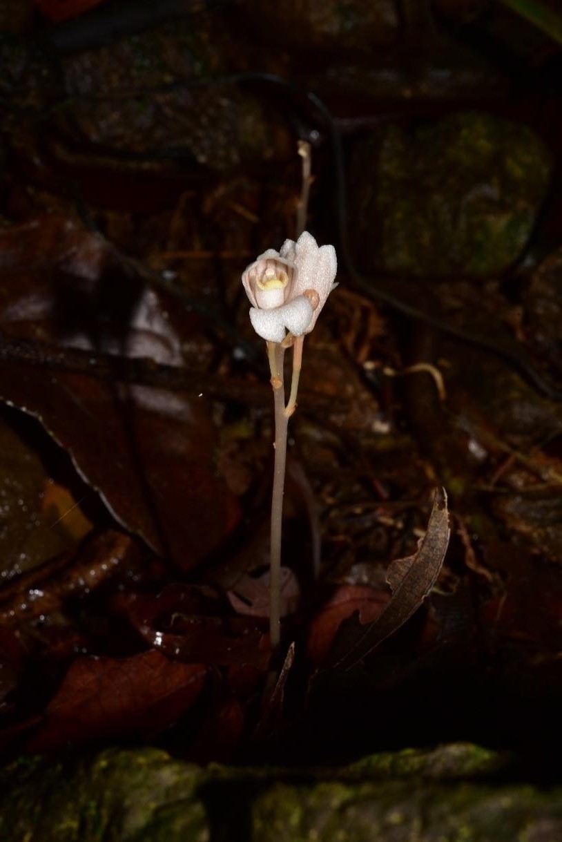 新记录种条纹双唇兰Didymoplexis striata.jpg?x-oss-process=style/w10