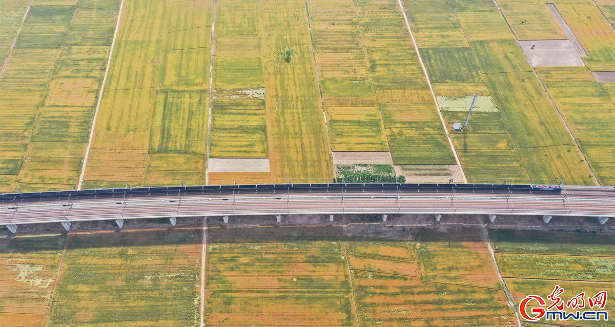 【颗粒归仓】组图丨喜看麦田千层浪 又到夏粮好“丰景”