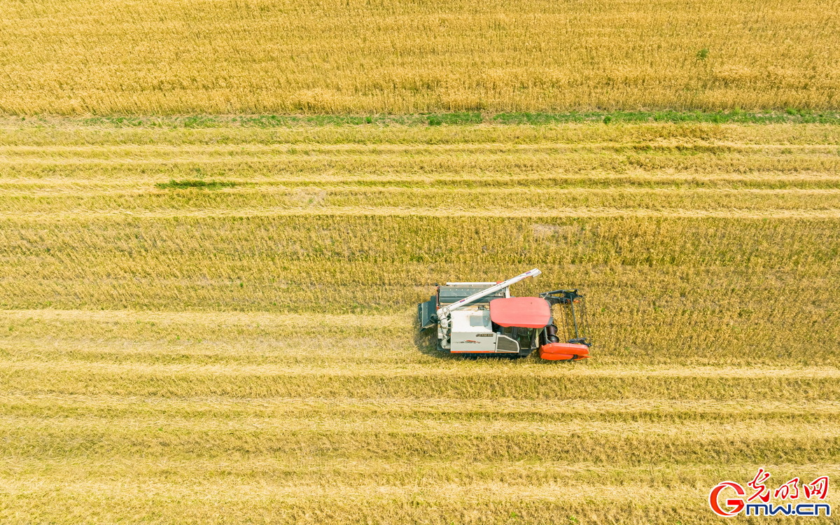 【颗粒归仓】组图丨喜看麦田千层浪 又到夏粮好“丰景”