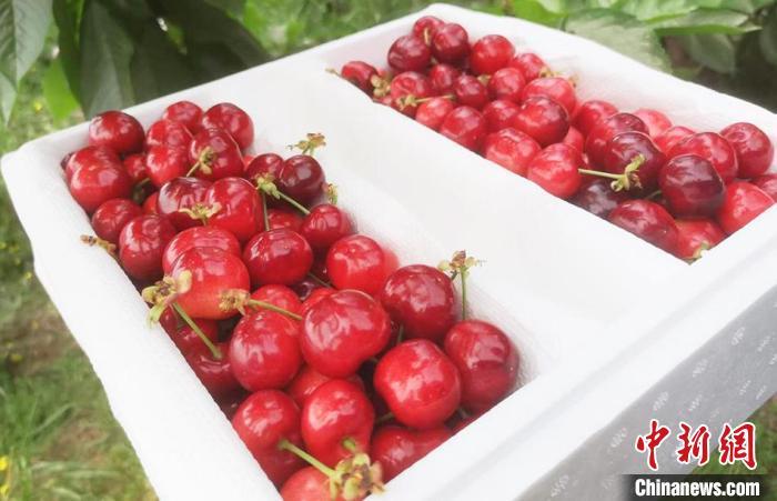 图为装箱准备发往外地的樱桃。 孙喜春 摄