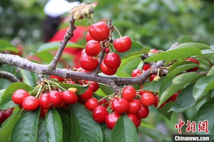 图为秦州大樱桃。 孙喜春 摄