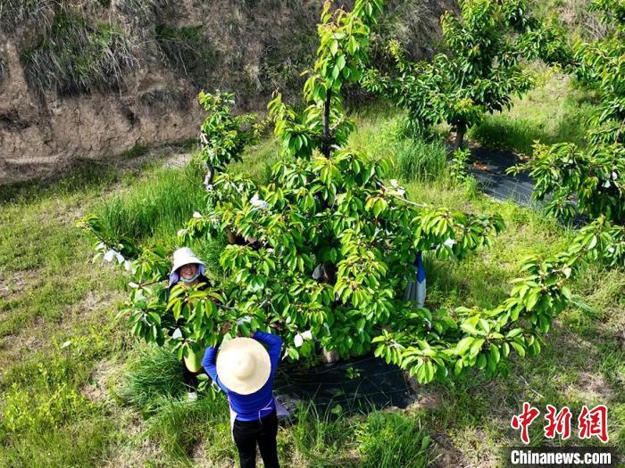 图为果农采摘成熟樱桃。 孙喜春 摄