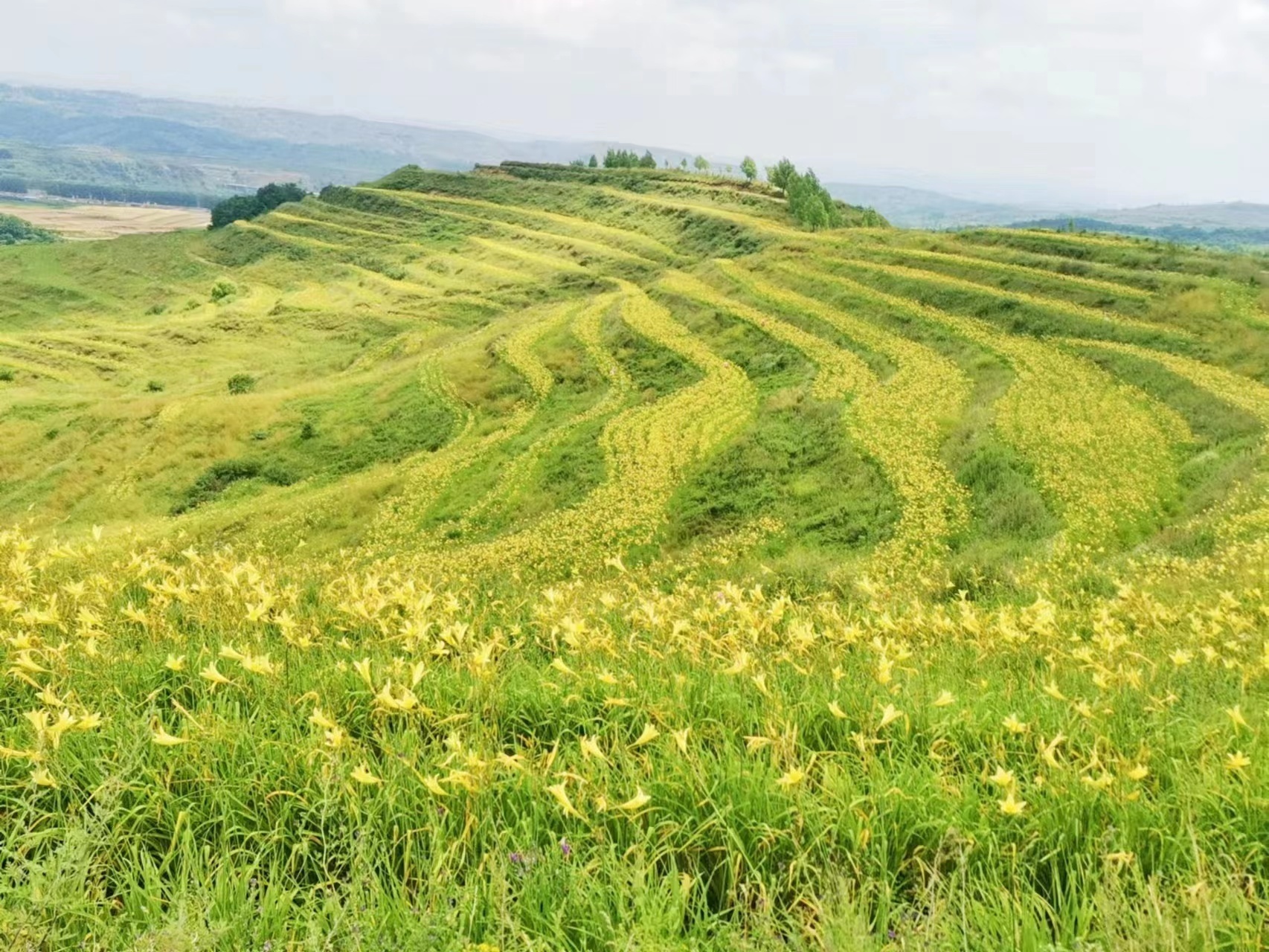 山寨乡黄花菜柳明霞摄4.jpg?x-oss-process=style/w10