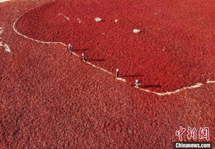 图为祁连山下的甘肃张掖市高台县合黎镇800亩辣椒晒场，蔚为壮观。(资料图) 杨艳敏 摄