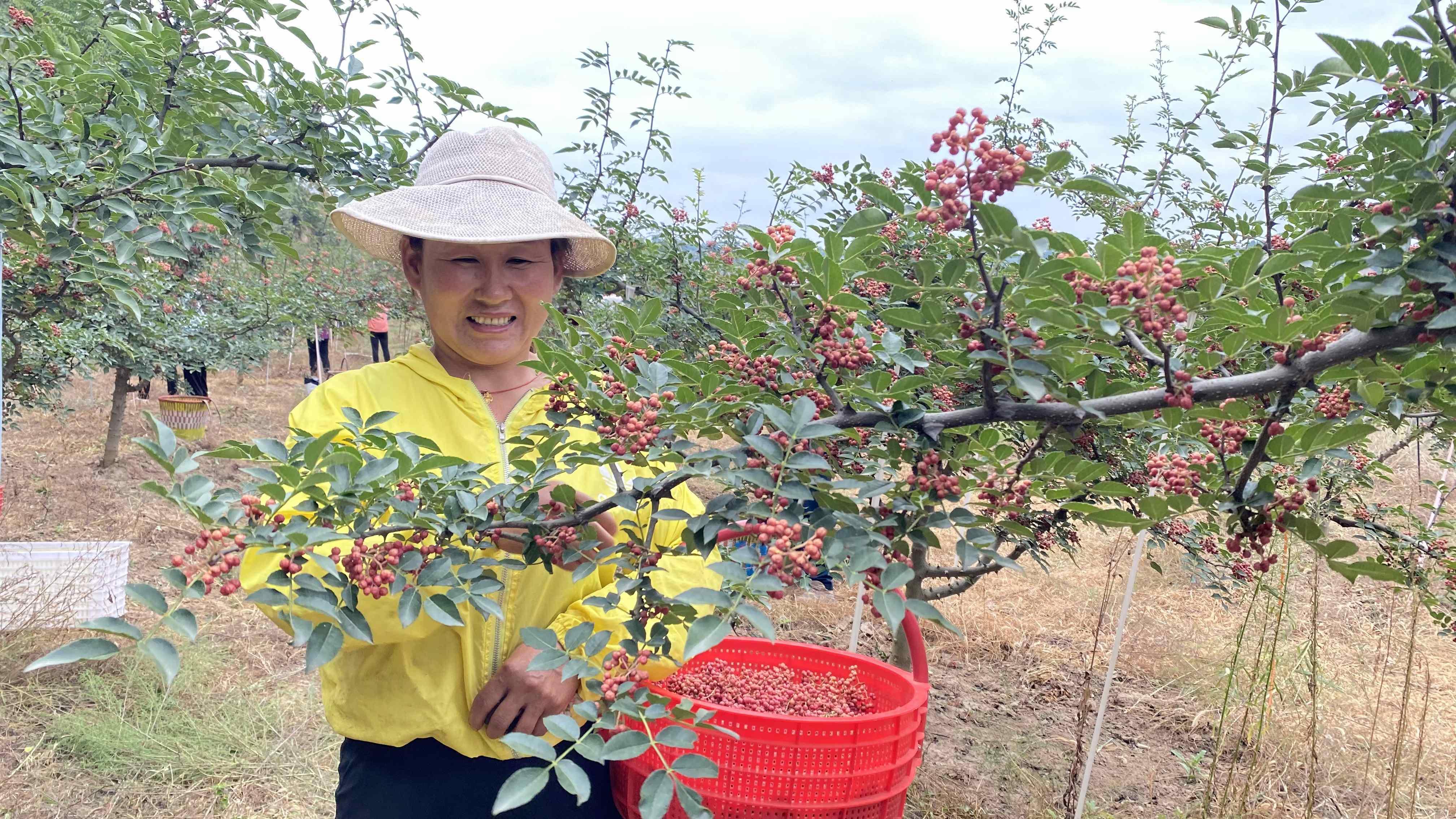 图片4——什字镇胜利村村民周秀莲在采摘花椒.jpg?x-oss-process=style/w10