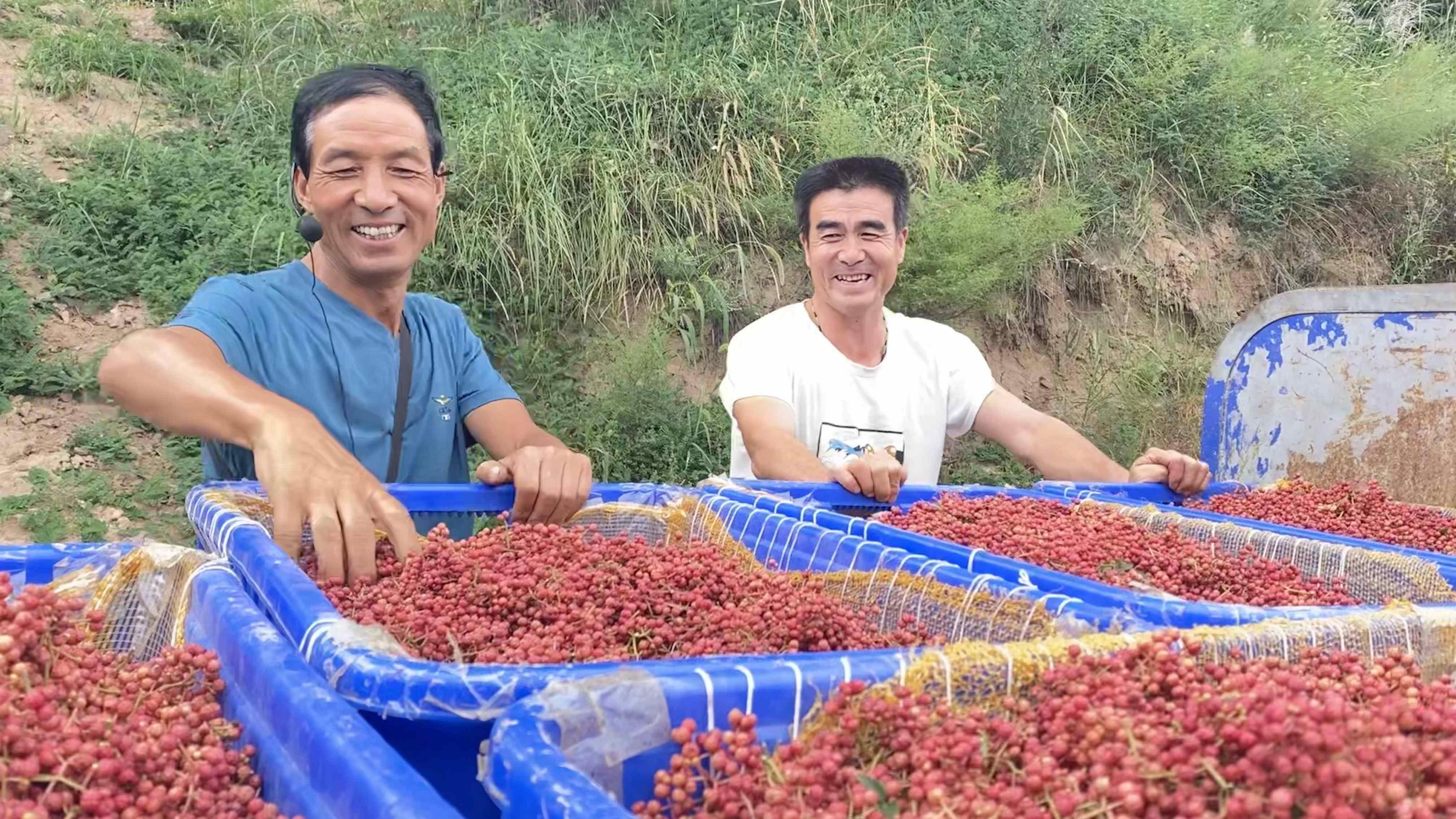 图片1——杜得林对新采摘的花椒进行装车.jpg?x-oss-process=style/w10