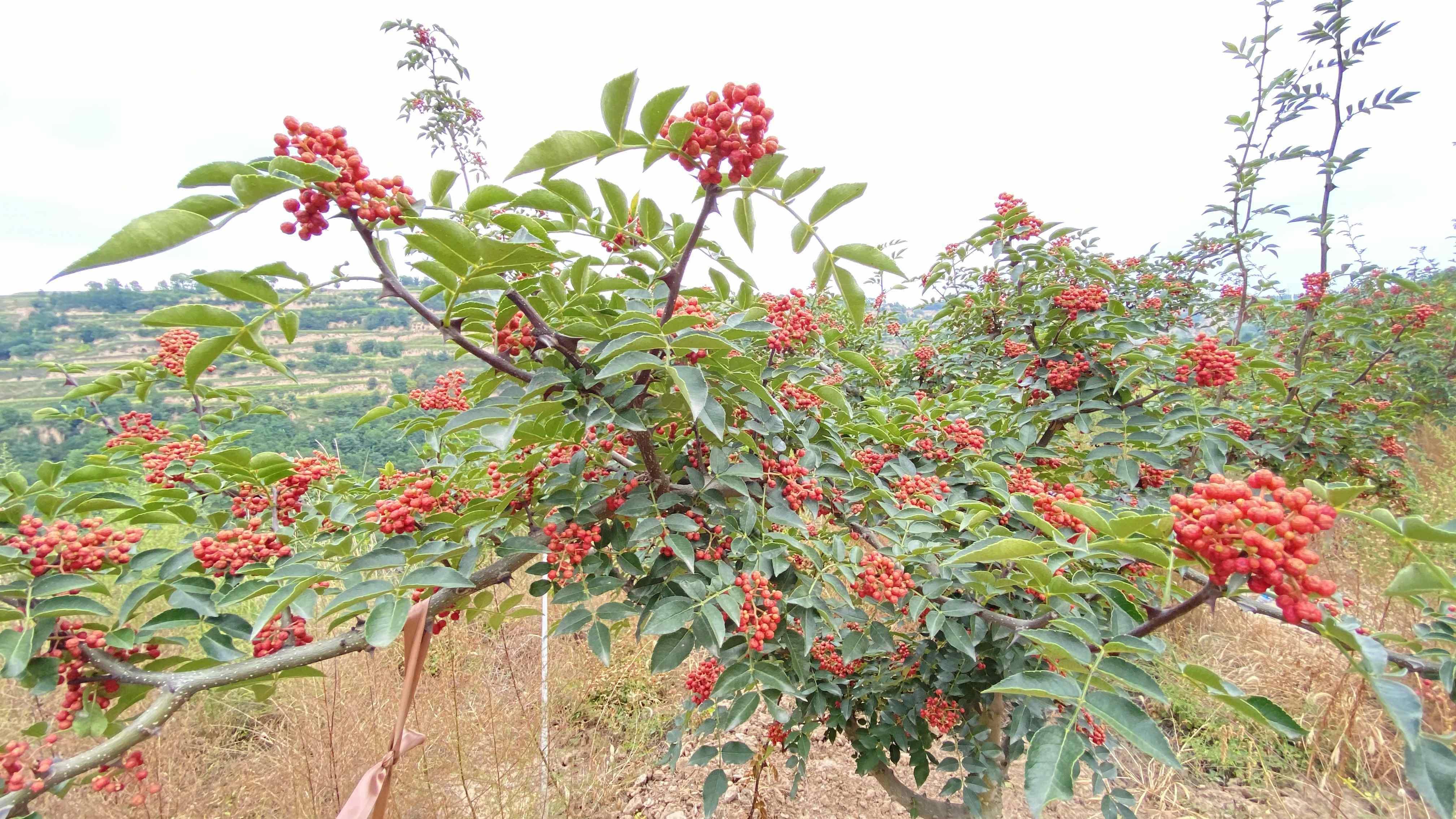 图片5——花椒园里硕果盈枝（贾芳摄）.jpg?x-oss-process=style/w10