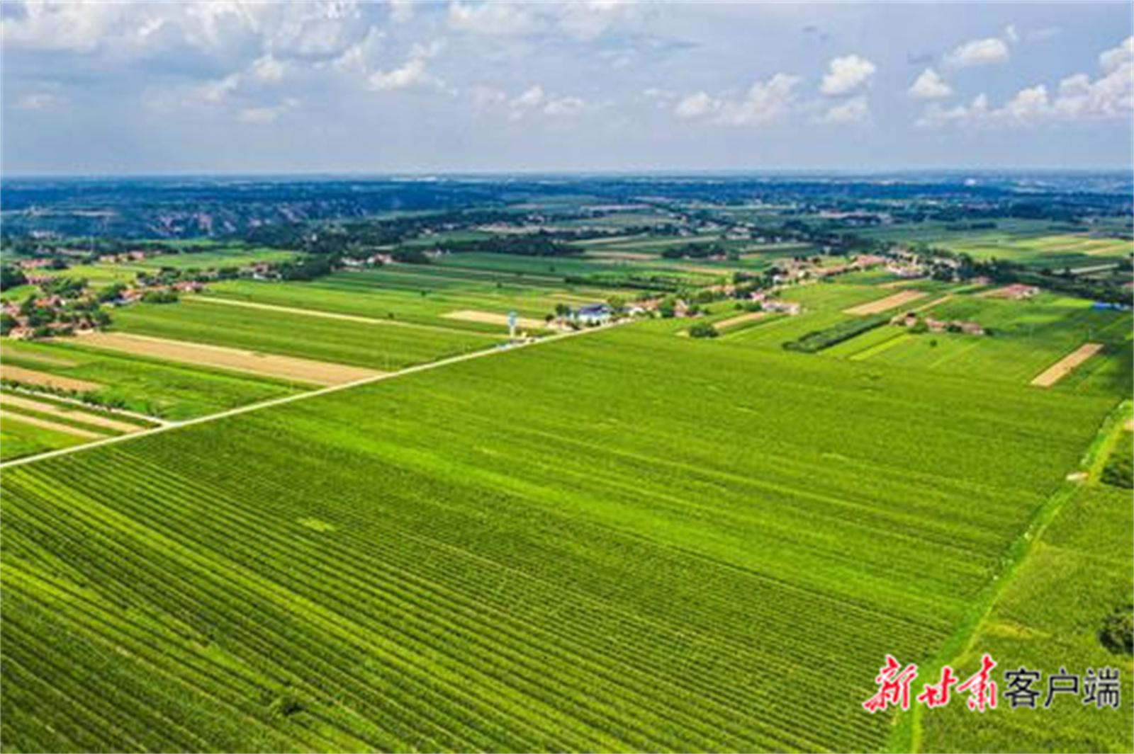 宁县中村万亩粮食高效生产示范区。新甘肃·甘肃日报通讯员 俄少飞.jpg