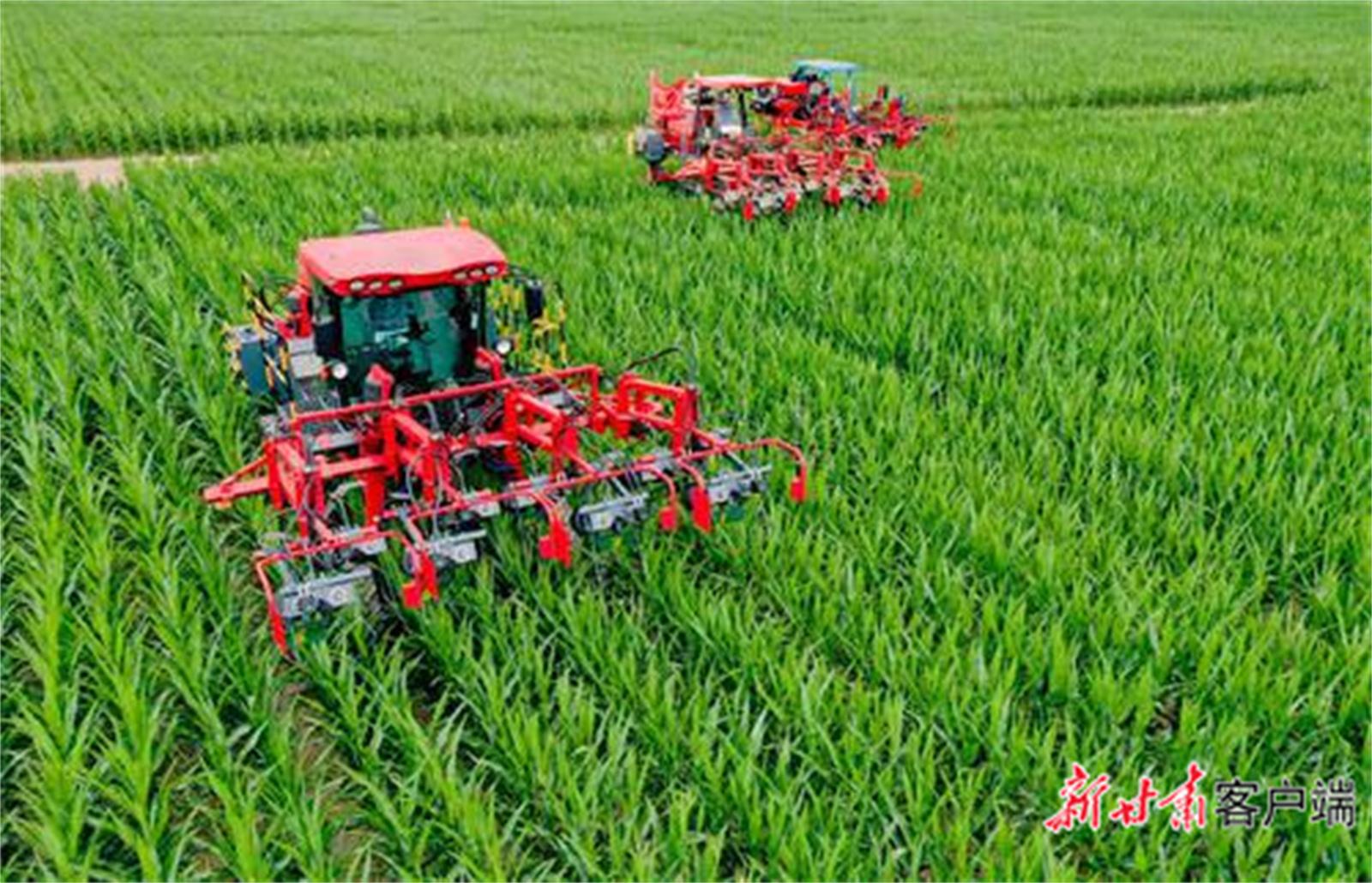 临泽县推动玉米制种产业高质量发展。新甘肃·甘肃日报通讯员 王将2.jpg