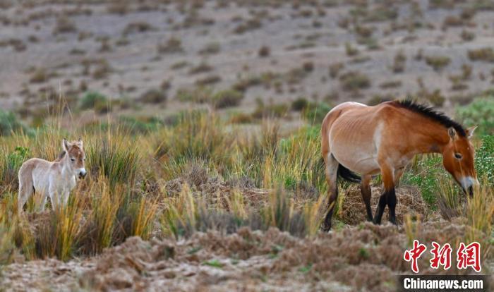 图为甘肃酒泉市境内的野马。(资料图) 石佳玉 摄