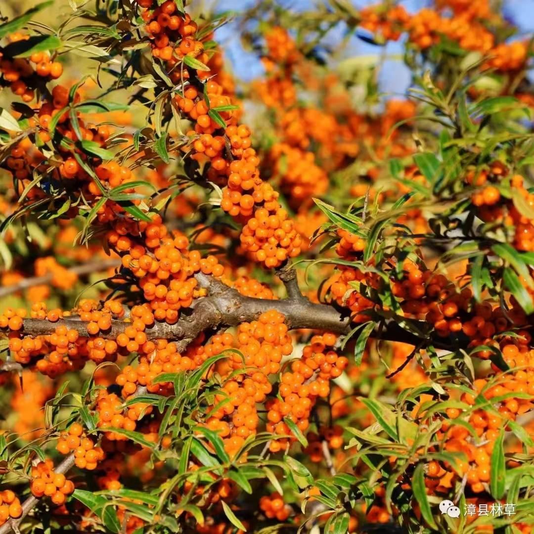 成熟的沙棘果.jpg?x-oss-process=style/w10