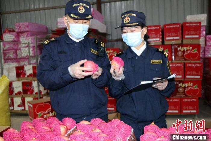 图为兰州海关所属天水海关关员查验出口的陇南鲜苹果。(资料图) 魏姗姗 　摄