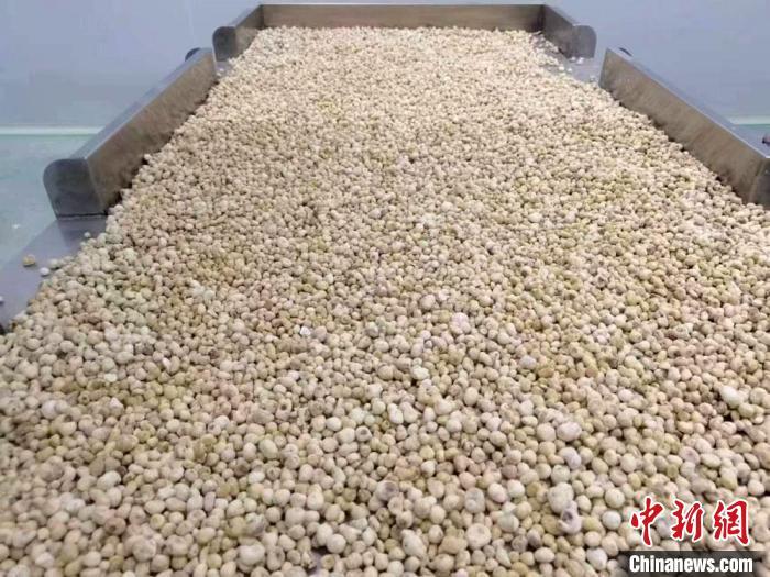 图为兰州海关所属天水海关辖区出口的陇南知名中药材“西和半夏”。(资料图) 魏姗姗 　摄