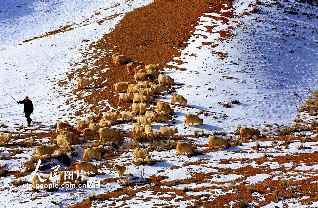 甘肃张掖：雪原春牧