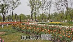 麦积区马跑泉公园万株郁金香竞相开放