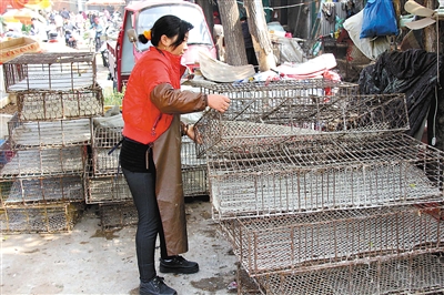 世界卫生组织：H7N9禽流感病毒主要在活禽市场