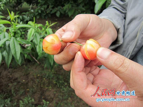 单株裂果率达30%以上(天水市外宣办供图）