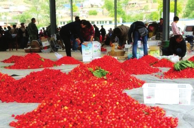 天水大樱桃“坐”上火车去新疆