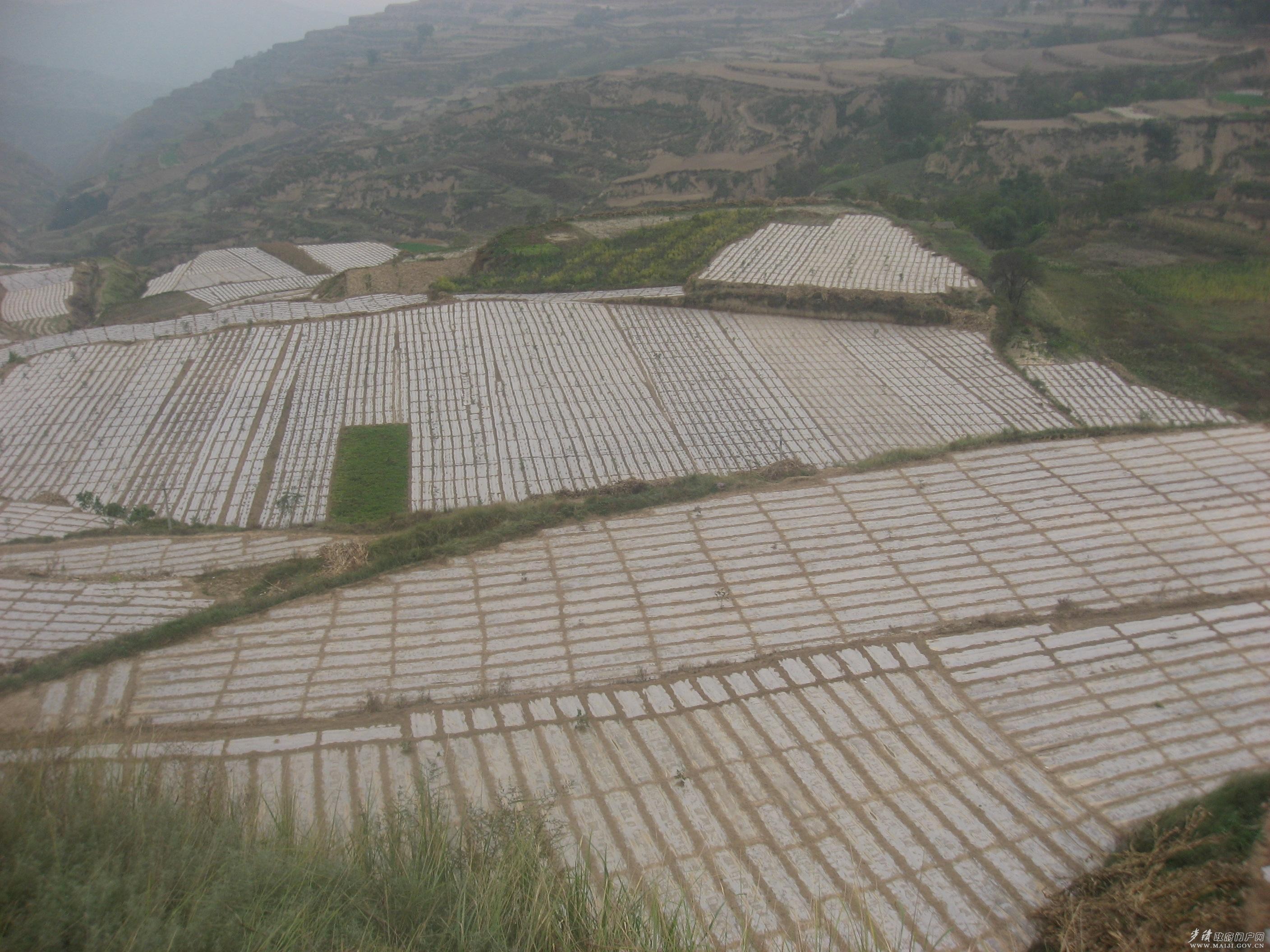 甘肃天水五龙乡掀起秋季覆膜工作高潮
